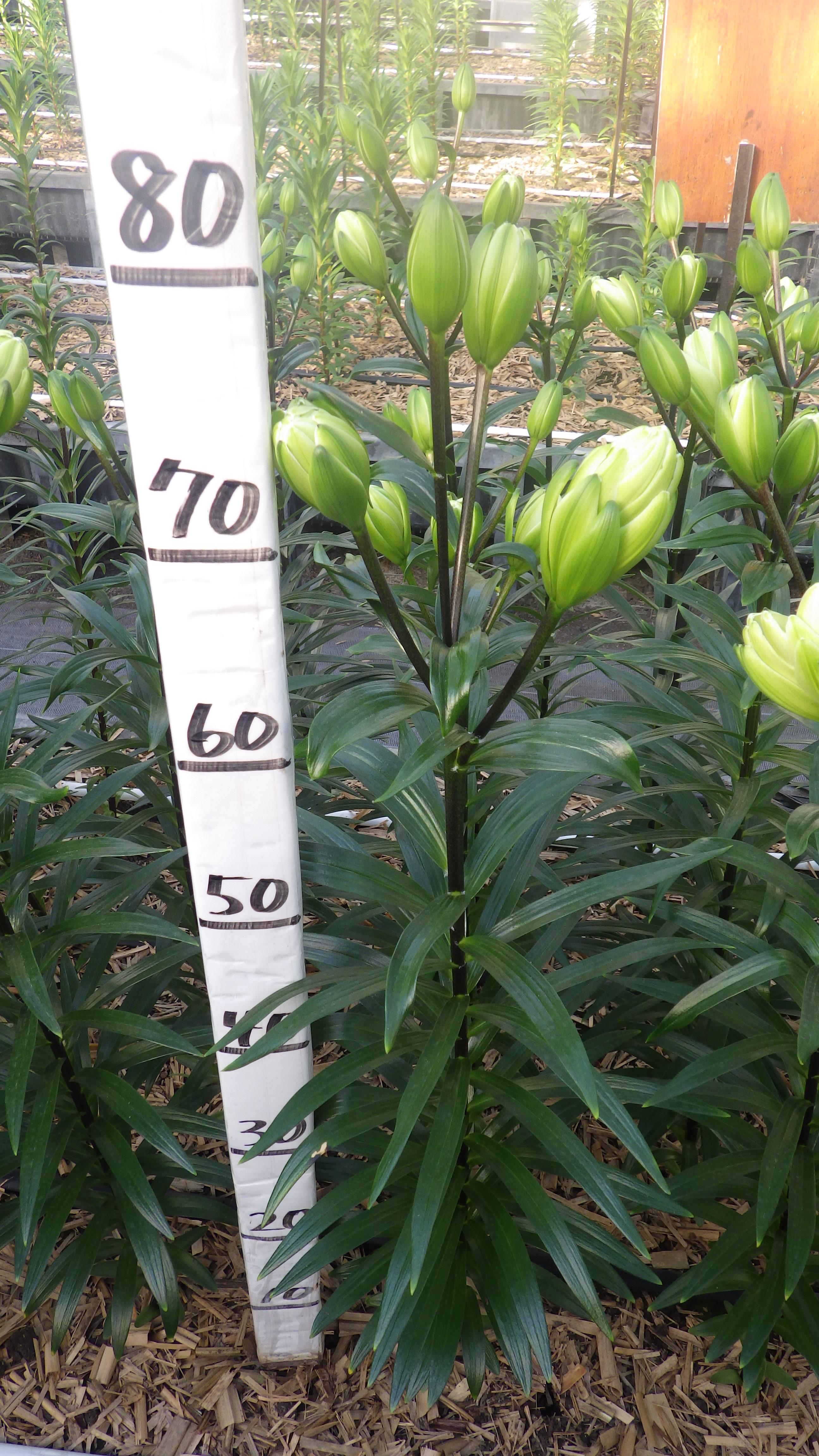 ミステリードリーム(花粉無し)